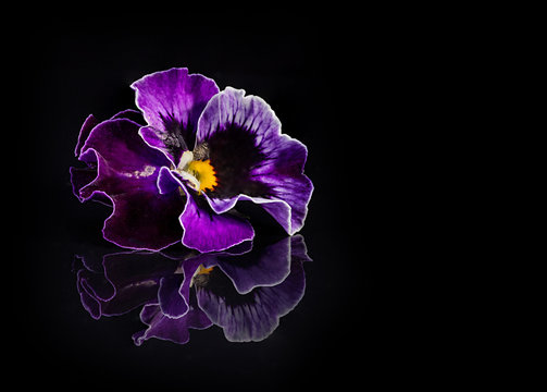 Fototapeta Pansy flowers isolated on black