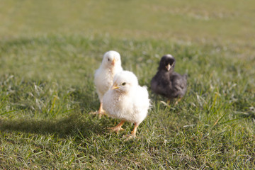 Newborn chicken on a meadow