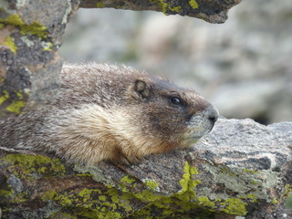 Yellow Bellied Marmot