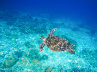 Sea animal and plants. Oceanic environment underwater photo.