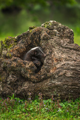 Striped Skunk (Mephitis mephitis) Displays Claws
