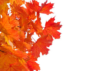 Autumn tree. Red or Orange leaves isolated on white background. Design element