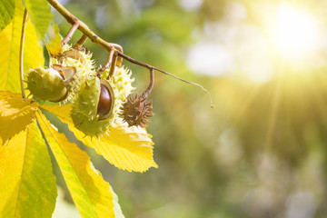 Fresh chestnut on branch with yellow leaves. Sunlight