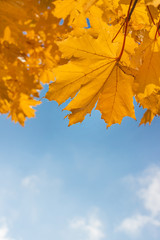 Naklejka na ściany i meble Autumn maple tree. Yellow leaves on blue sky background