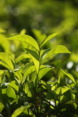 Teepflanze