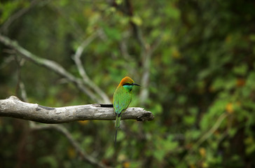 Smaragdspint - green bee eater