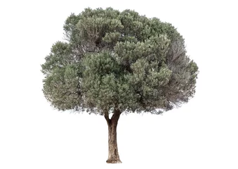 Foto auf Acrylglas Olivenbaum grüner Olivenbaum