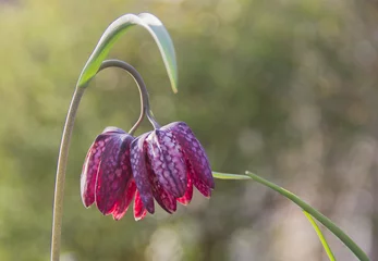 Gordijnen kivietsbloem © lietjepietje