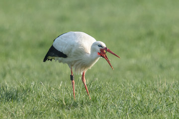 storch mit regenwurm