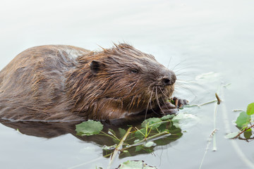 Beaver in the water eating green branch