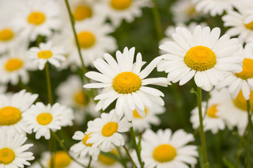 Blooming chamomile on green field