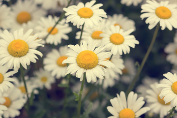 Blooming chamomile on green field