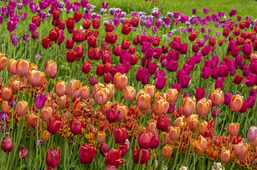 red yellow tulips in the garden