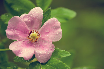Beautiful wild rose flower with pink petals on green blurred background