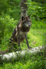 Black-Phase Grey Wolf (Canis lupus) Paws Up on Log