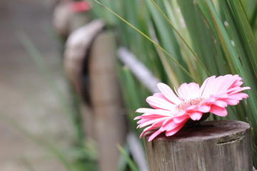 decoração flor gérbera © Isabel Vianna