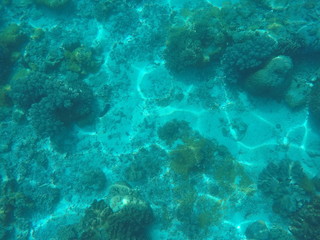 Fototapeta na wymiar Sea animals and plants. Blue oceanic landscape underwater photo.