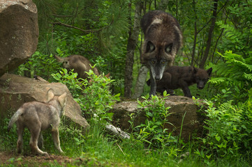 Black-Phase Grey Wolf (Canis lupus) Gathers Pups