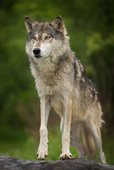 Naklejka na ściany i meble Grey Wolf (Canis lupus) Steps Up on Rock