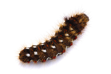 Shaggy caterpillar