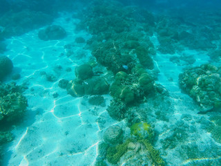Obraz premium Sea animals and plants. Oceanic environment underwater photo.