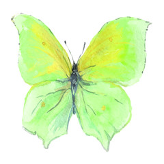 Watercolor Butterfly. Green yellow wings. Handmade