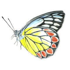 Butterfly colored watercolor hand made. Drawing