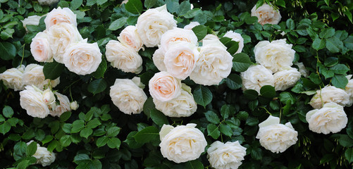 climbing beautiful roses