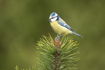 Blue Tit