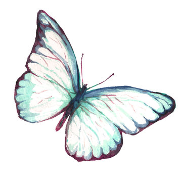 A flying butterfly is a white watercolor. Illustration of watercolors