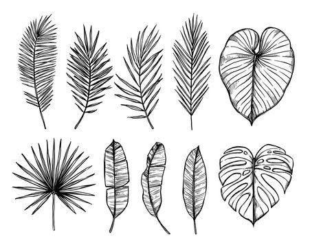 Palm leaf hand drawn vector illustration Tropical exotic foliage isolated  drawing Plant ink pen sketch Split leaf engraving style clipart Jungle  rainforest leafage Botanical design element Stock Vector  Adobe Stock