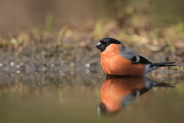 Eurasian bullfinch