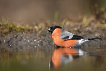 Eurasian bullfinch