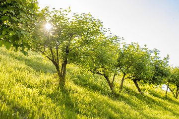 green trees on a slope with the sun in the leaves