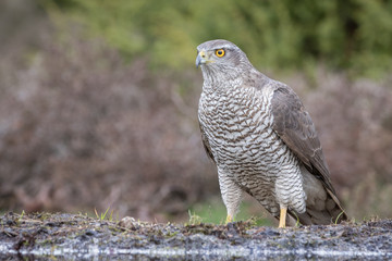 Eurasian Goshawk