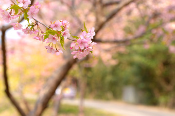 桜