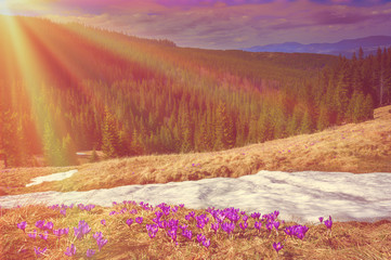 Obraz premium First spring flowers in the mountains and white snow