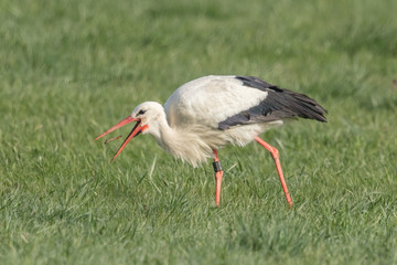 Fototapeta premium storch mit beute
