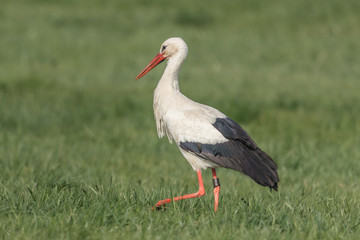stolzer vogel