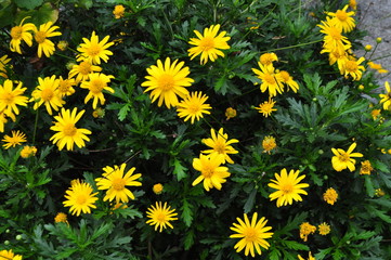 flores amarillas © juanfelipe