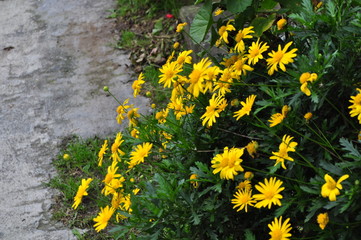 flores amarillas