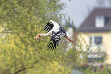 storch im flug