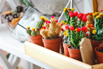 cactuses in a flower shop