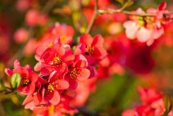 beautiful red garden flowers blossoming in the spring 