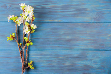 Fototapeta premium Branches of a blossoming cherry on a blue background 