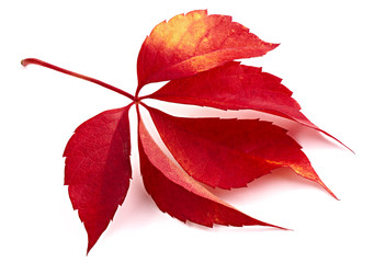 Fallen leaf red