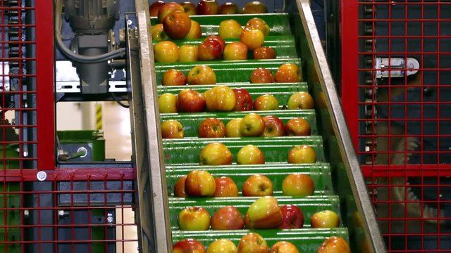 Apples sorted by the machine on conveyor in a fruit packing warehouse