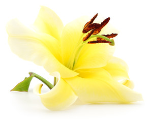 Yellow lily isolated.