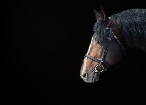 Portrait of beautiful breed sportive stallion at black background