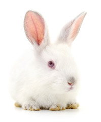 White bunny rabbit.
